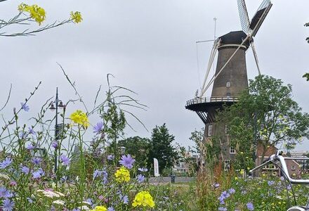 25 juli 2021 Roelofarendsveen